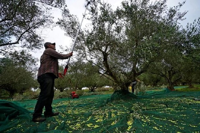 Katakolon Shore Excursion: Ancient Olympia Plus Honey Farm & Olive Oil Tasting - Practical Information and Tips