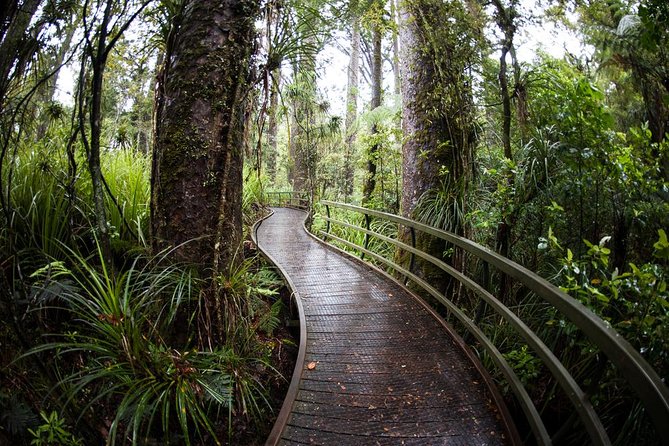Kawiti Glow Worm Cave Tour & Opua Forest Walk - Common questions