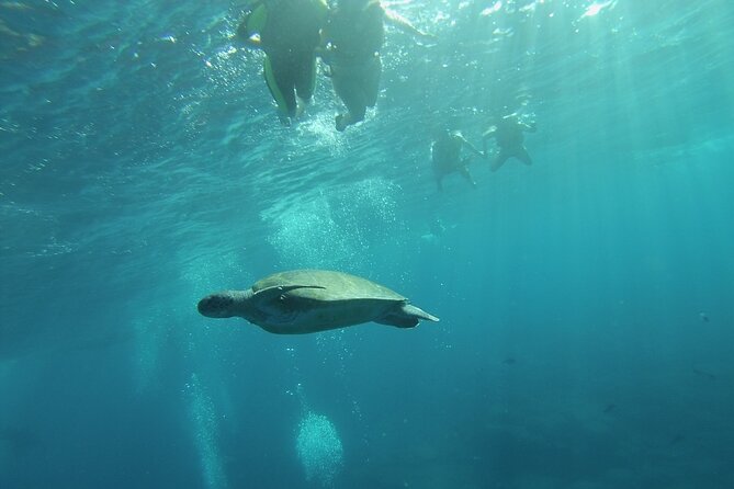 Kayak Route Along the Volcanic Coast in Tenerife South With Snorkeling - Common questions