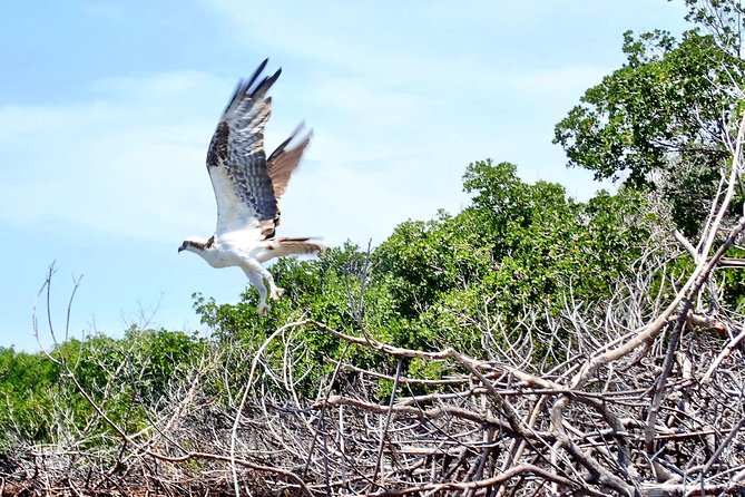 Kayaking Tour of Mangrove Tunnels in South Florida  - Fort Lauderdale - Additional Resources