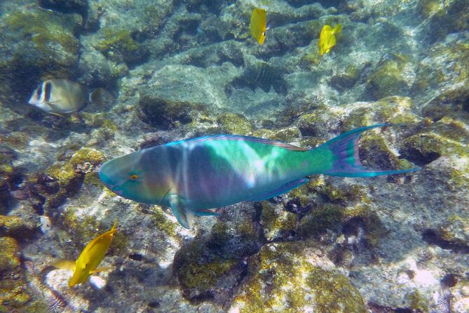 Kealakekua Bay and Captain Cook Monument Snorkel - Small-Group Experience - Common questions