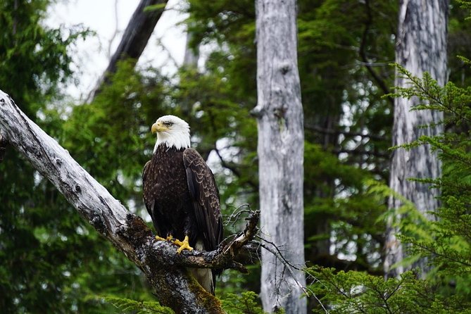 Ketchikan: Small-Group Marine Wildlife Zodiac Expedition - Equipment Necessities