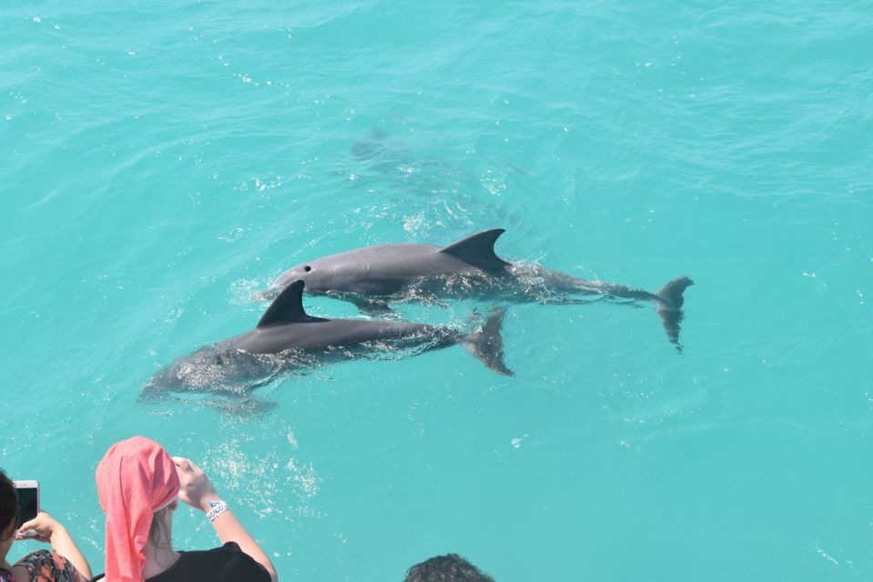 Key West Sandbar Excursion & Dolphin Tour Includes Beer Wine - Common questions