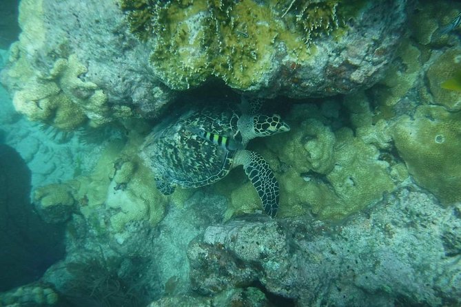 Key West Sunset Snorkel With Unlimited Draft Beer & Wine - Common questions