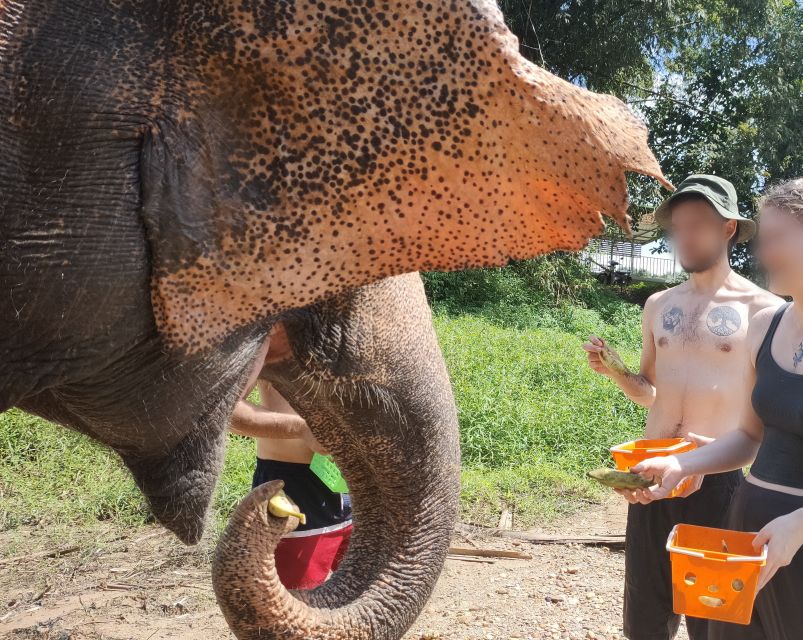 Khao Lak: Elephant Bathing and Feeding Tour - Last Words