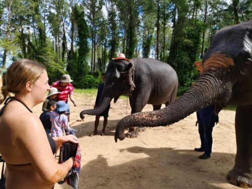 Khao Lak: Elephant Sanctuary Guided Tour - Common questions