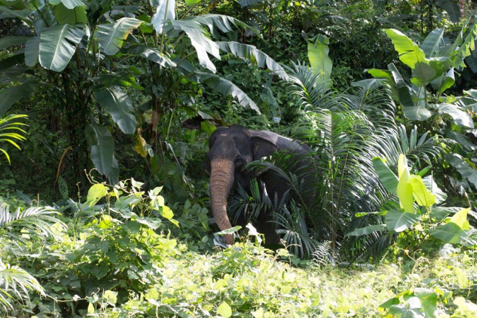 Khao Lak: Unique Dawn Ethical Elephant Sanctuary Experience - Last Words