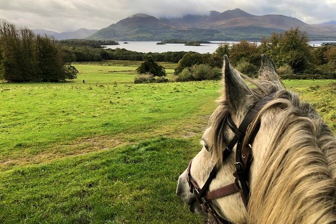 Killarney National Park Horseback Ride. Co Kerry. Guided. 1 Hour. - Common questions