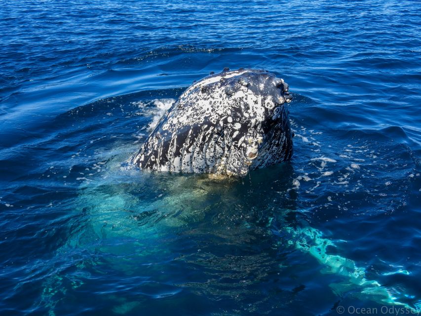 Knysna: Close Encounter Whale Watching Tour by Boat - Directions
