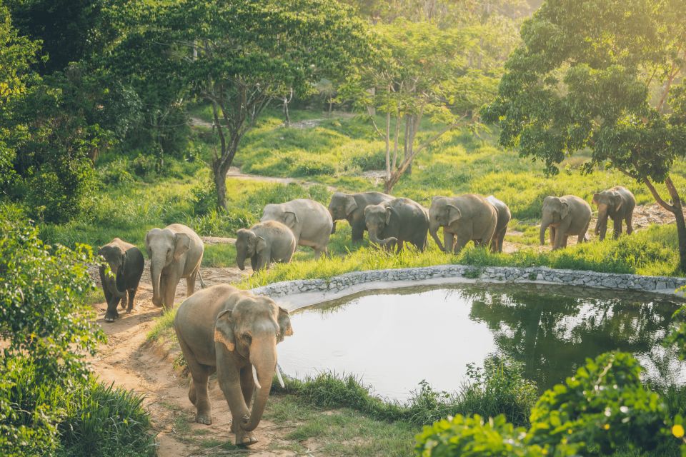 Koh Samui: Elephant Kingdom Sanctuary Half-Day Tour - Review Details