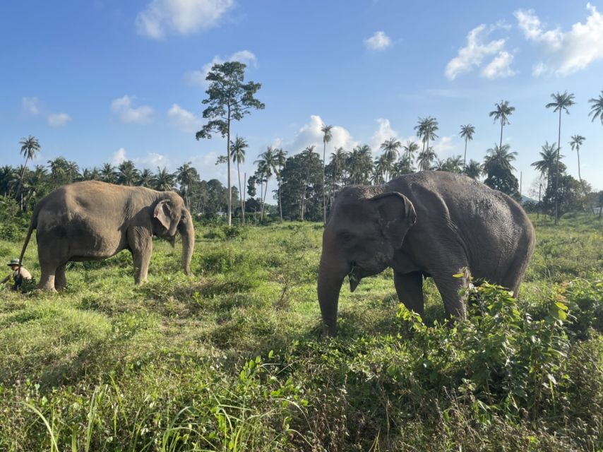 Koh Samui: Ethical Elephant Home Guided Tour With Transfers - Itinerary Overview