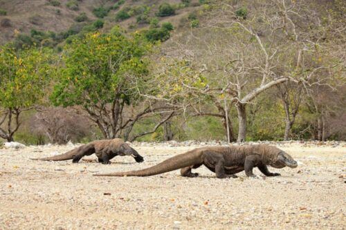 Komodo Island: Komodo Dragons & Islands Day Tour - Helpful Directions