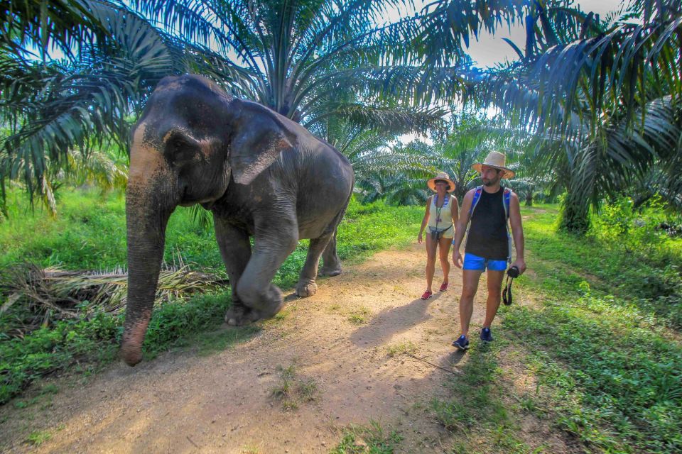 Krabi: Elephant Care House Guided Tour With Hotel Transfers - Customer Reviews and Feedback