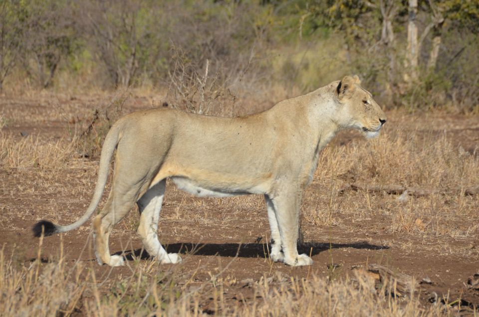 Kruger Morning Game Drive From Marloth Park & Komatipoort - Last Words