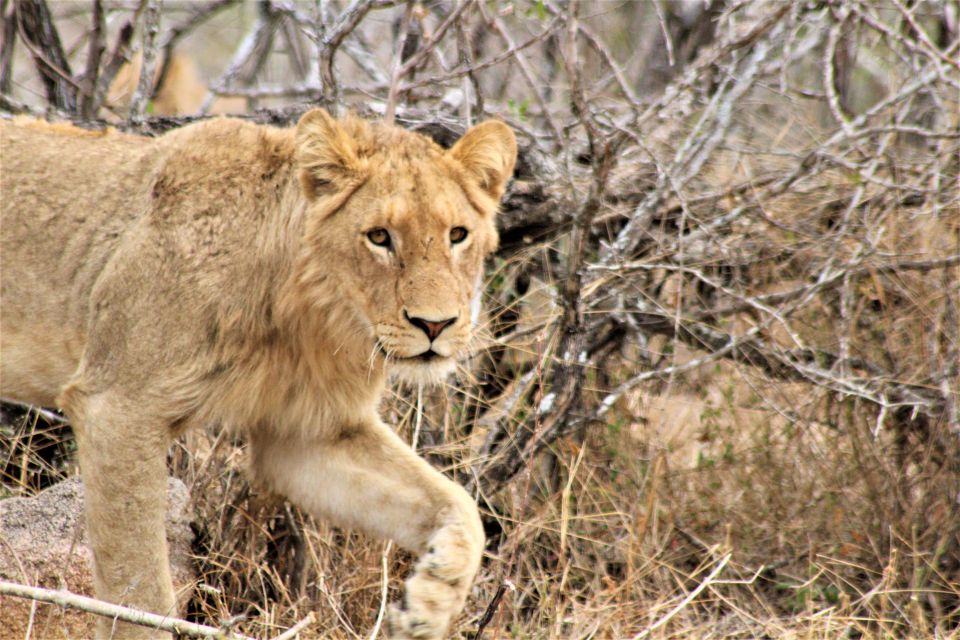 Kruger National Park Afternoon Safari - Last Words