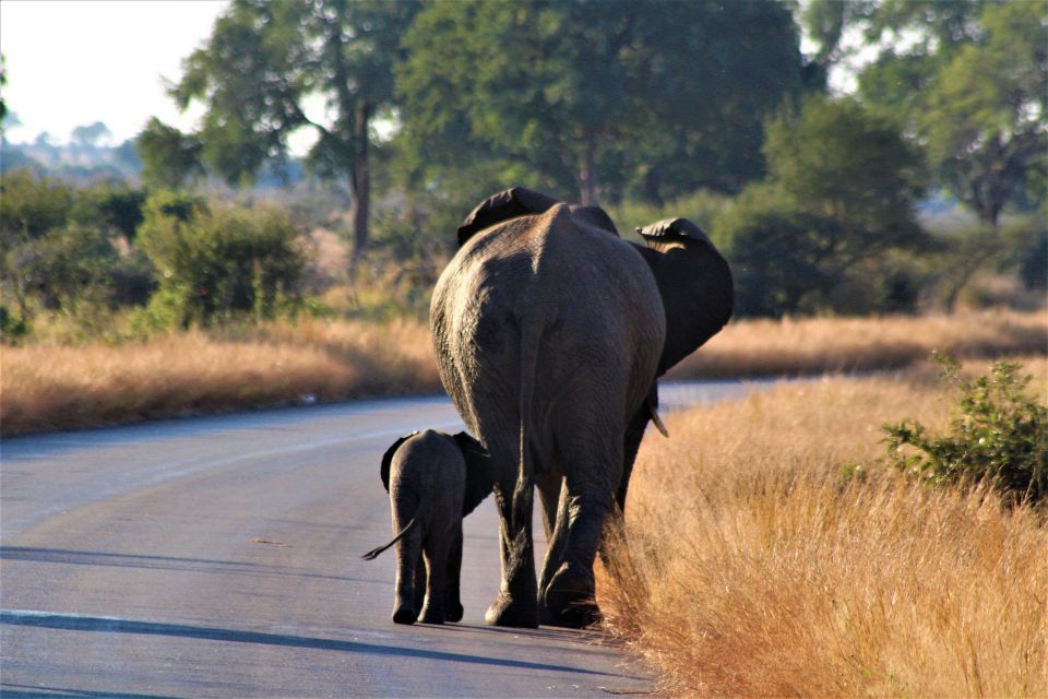 Kruger National Park Full-Day Safari - Parks Global Reputation and Biodiversity