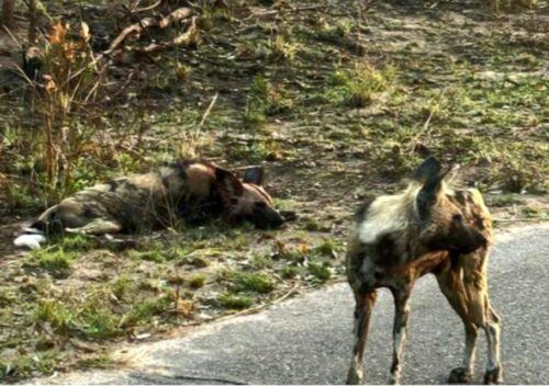 Kruger National Park Safari - 10days - Safety Briefings and Introductions