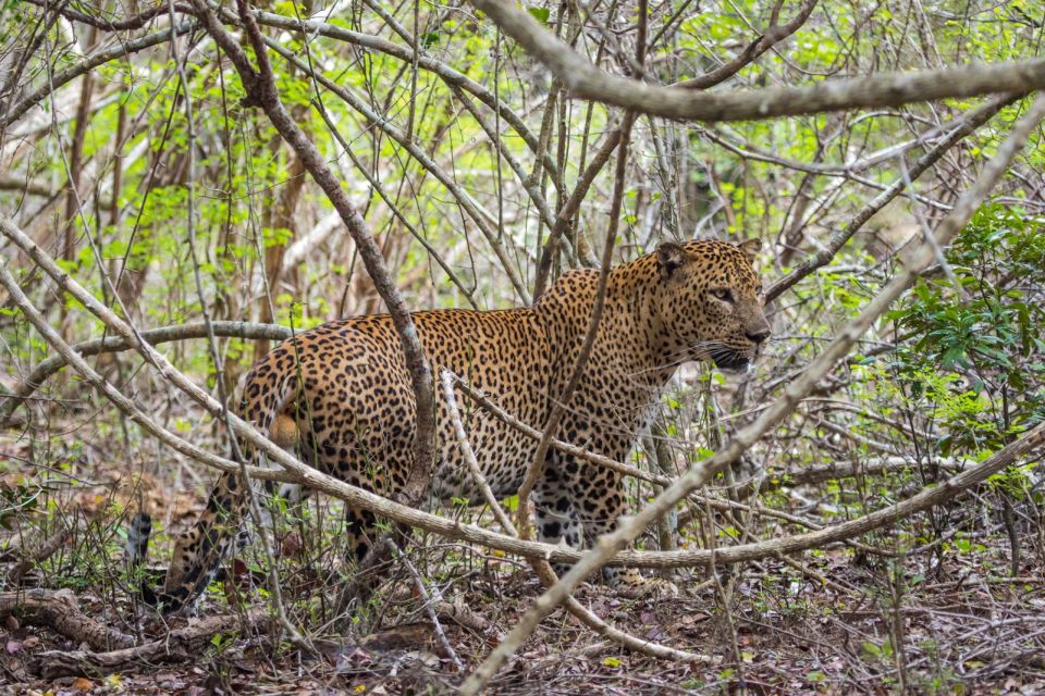 Kumana National Park Half Day Jeep Safari - Common questions