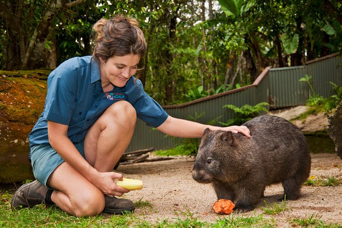 Kuranda Koala Gardens General Entry Ticket - Last Words