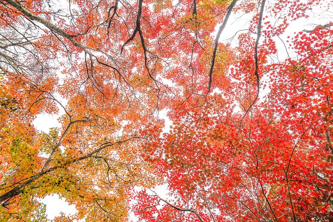Kyoto Arashiyama Bamboo Forest & Garden Half-Day Walking Tour - Common questions