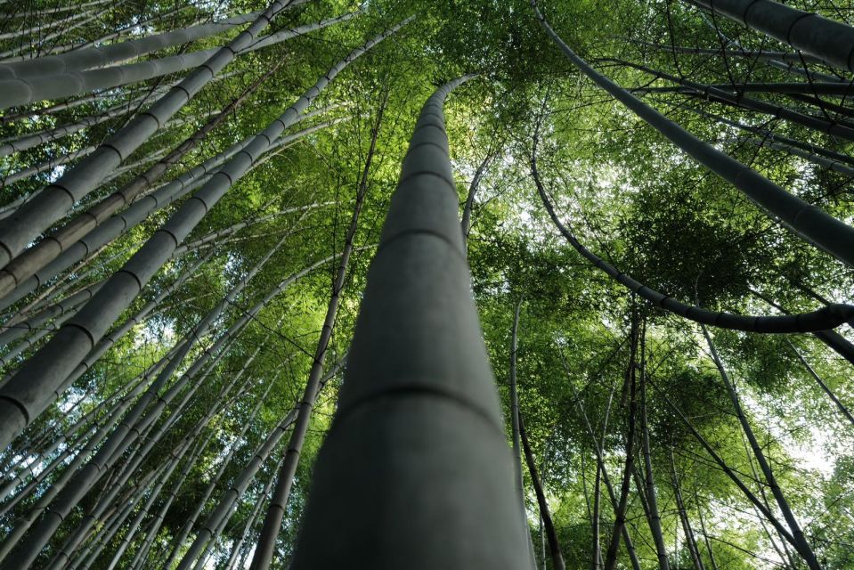 Kyoto: Early Morning Tour With English-Speaking Guide - Starting Point