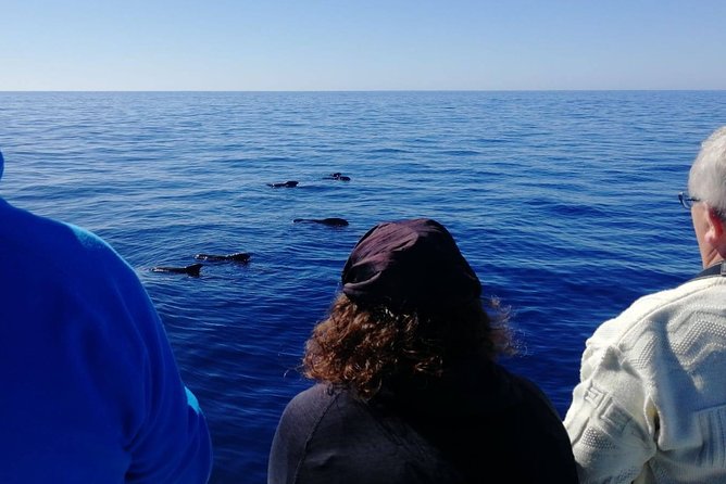 La Palma Dolphin and Whale Cruise - Meeting and Pickup Information