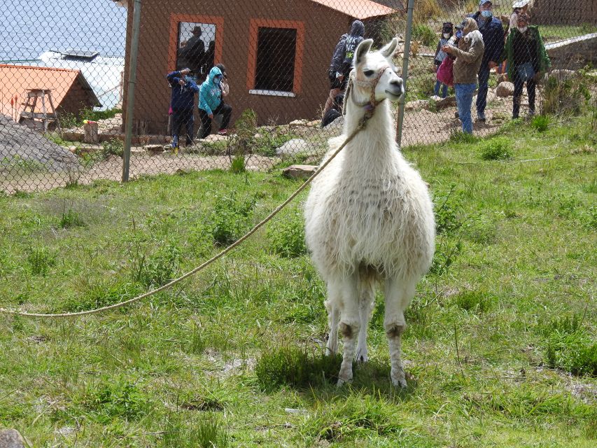 La Paz: Lake Titicaca and Sun Island Group Tour - Common questions