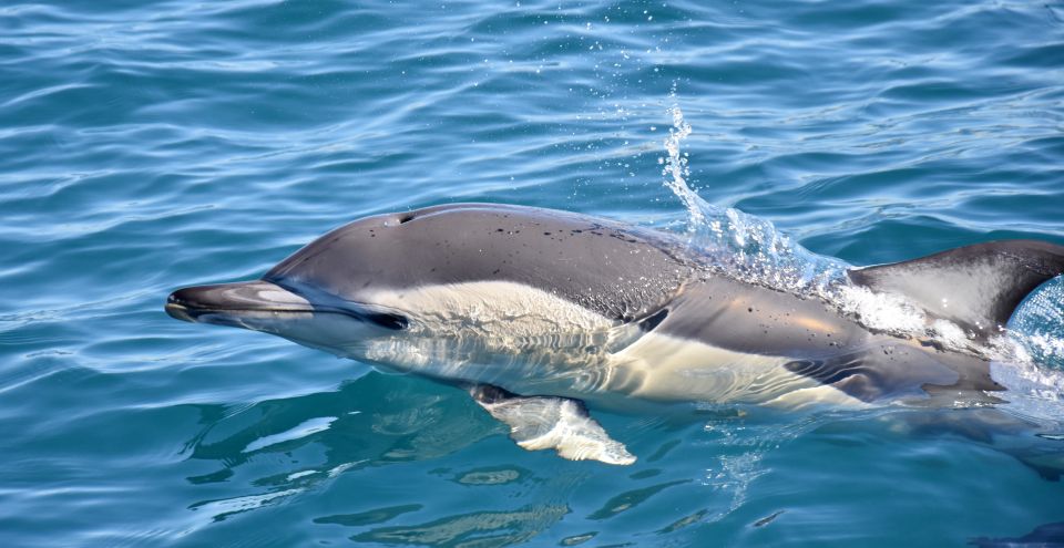 Lagos: Dolphin Watching With Marine Biologists - Flexible Cancellation Policy