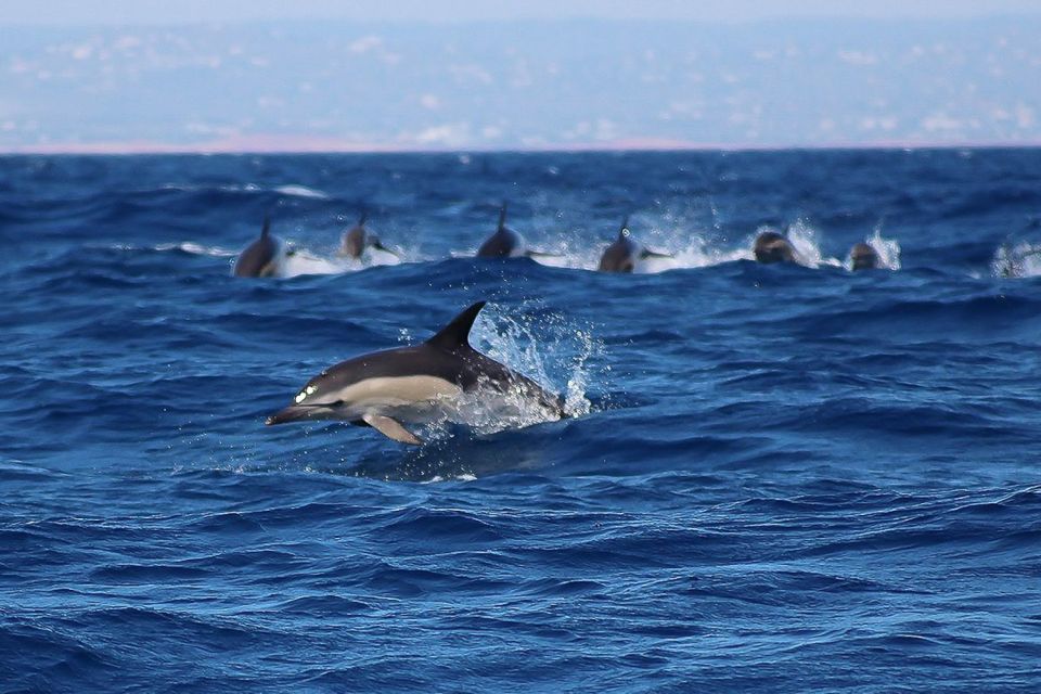 Lagos: Dolphin Watching With Professional Marine Biologists - Last Words