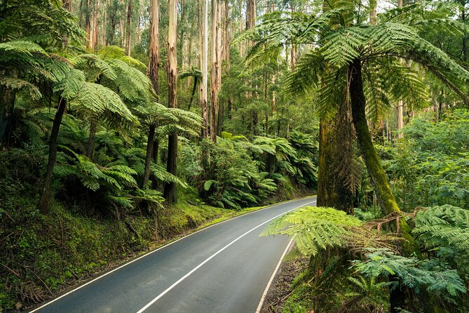 Lake Mountain Snow Trip Including Yarra Valley Chocolaterie From Melbourne - Traveler Reviews and Experiences