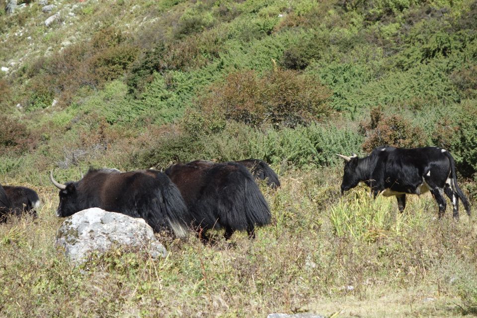 Langtang Valley Trek - Last Words