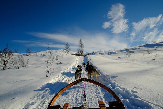 Lapland Husky Sled Safari From Tromso - Enhanced Customer Experience