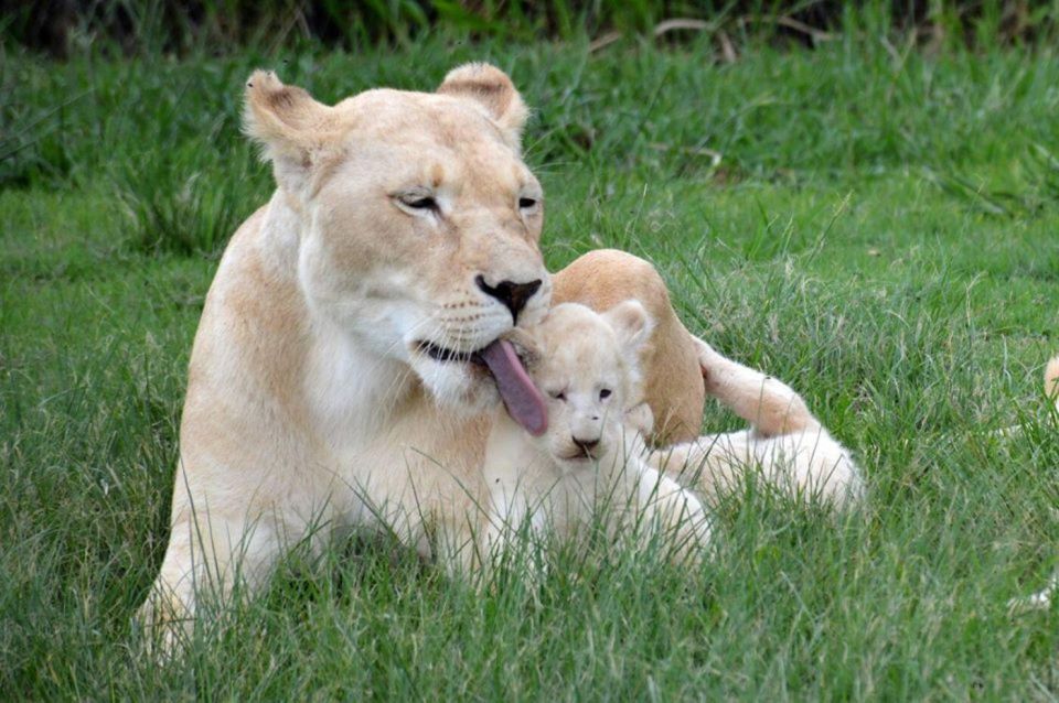 Lion Park Tour in Open Safari Vehicle - Wildlife Conservation Efforts