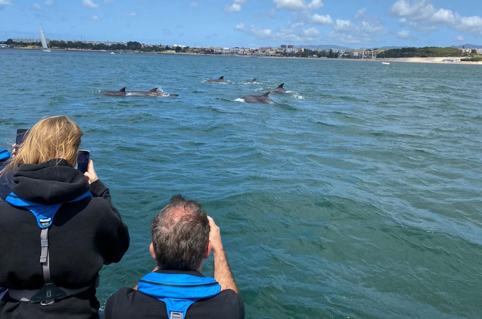 Lisbon: Dolphin Watching Boat Tour - Marine Biologist Interaction