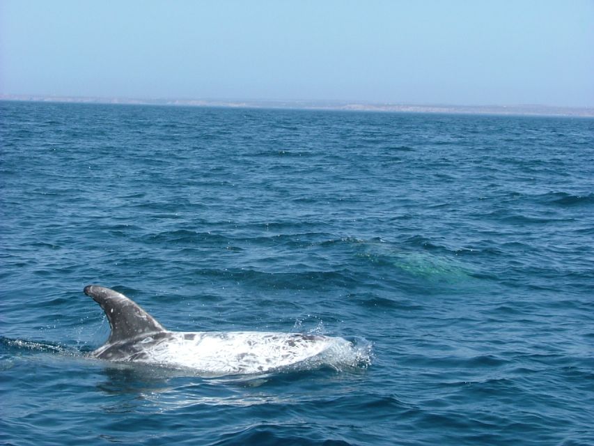 Lisbon: Dolphin Watching With Marine Biologist - Background