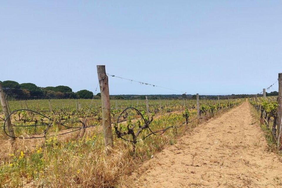 Lisbon: Private Full Day Evora & Alentejo Wine Tour - Full Tour Description