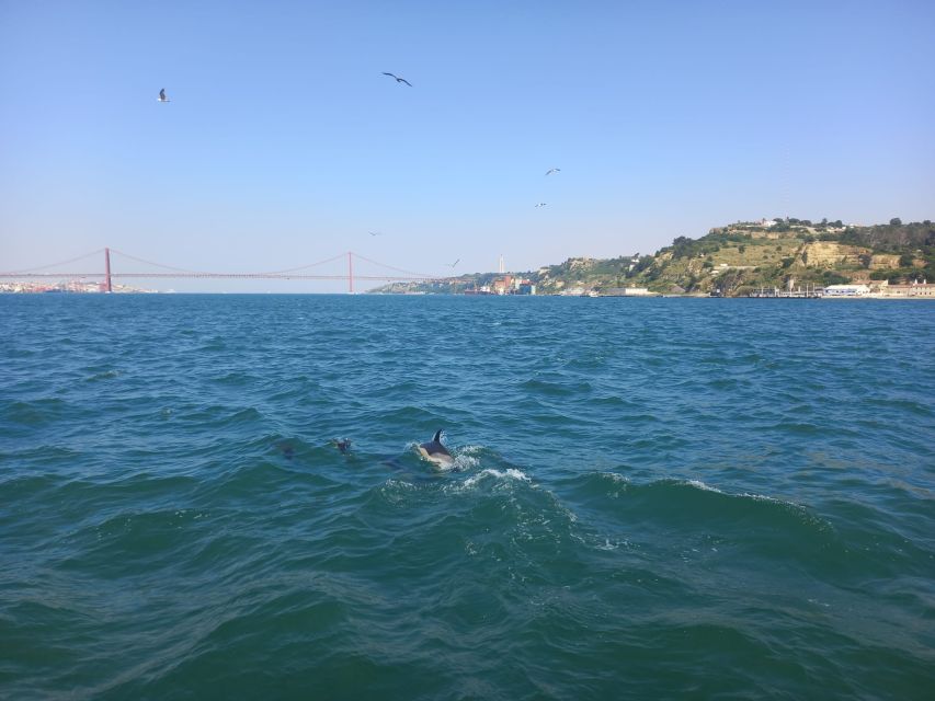 Lisbon: Tagus River Cruise to the Ocean & Dolphin Watching - Customer Reviews