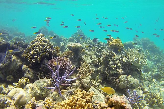 Lizard Island Day Tour by Air From Cairns - Traveler Photos