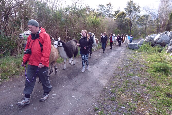 Llama Trek (Taster) - Kowhai River Valley and Native Woodland Tour - Confirmation and Requirements