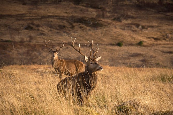 Loch Ness, Scottish Highlands, Glencoe & Pitlochry Tour From Edinburgh - Customer Reviews and Ratings