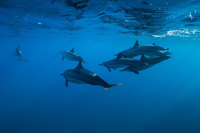 Lovina Dolphin Watching, Snorkeling & Munduk Waterfall - Common questions