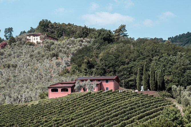 Lucca: Wine Tasting Experience - Tenuta Adamo Winery - Pricing & Value