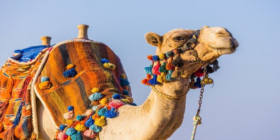 Luxor: Scenic Camel or Horse Ride - Activity Inclusions