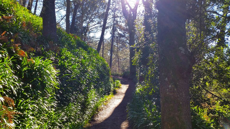 Madeira: Paradise Valley Levada Walk - Highlights of the Walk