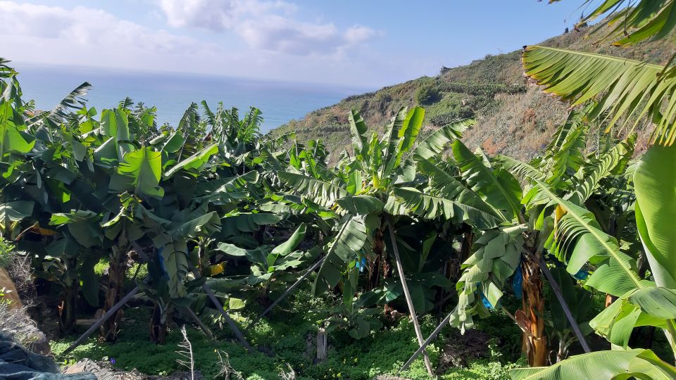 Madeira: Private Banana Farm Tour With Pickup - Tour Schedule