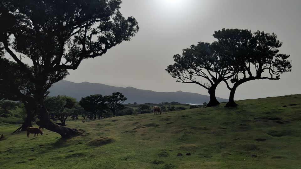 Madeira: Private Tour of Fanal Forest - Common questions