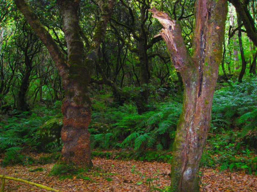 Madeira: Wildfires, Green Cauldron, and Levada Walk - Departure Point