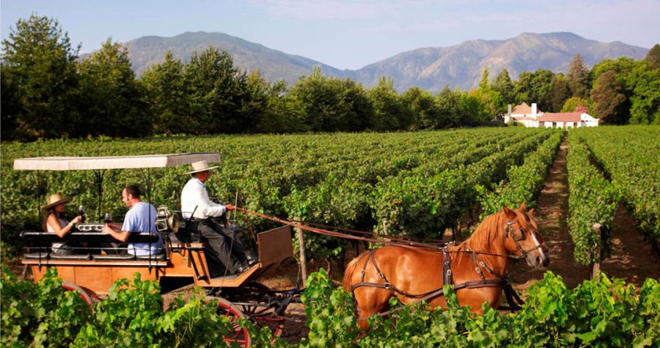 Maipo Valley: Private Full-Day Wine Tour - Wine Tasting and Learning