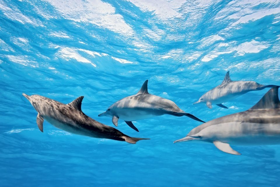 Makadi Bay: Dolphin Watching Boat Tour W/ Private Transfers - Directions