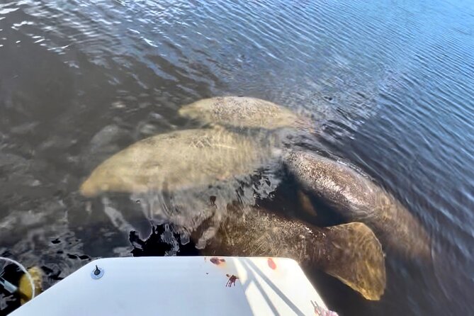 Manatee Sightseeing and Wildlife Boat Tour - Directions